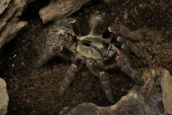 Afrikanische Höckervogelspinne, Ceratogyrus darlingi