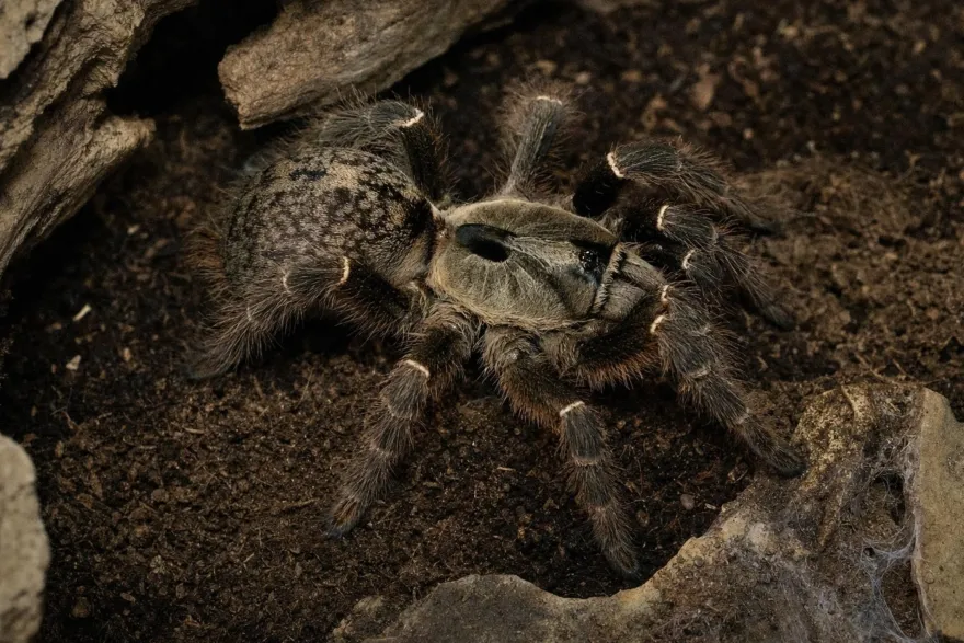 Afrikanische Höckervogelspinne, Ceratogyrus darlingi