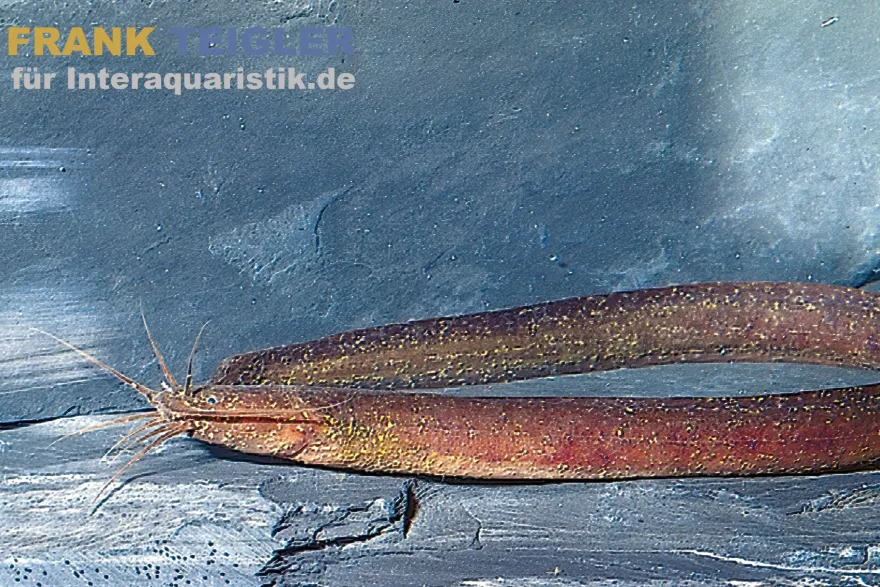 Afrikanischer Aalwels, Channallabes apus, 12-14 cm