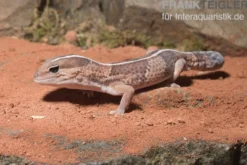 Afrikanischer Fettschwanzgecko, Hemitheconyx caudicinctus, gemischt