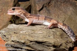 Afrikanischer Fettschwanzgecko, Hemitheconyx caudicinctus, gemischt