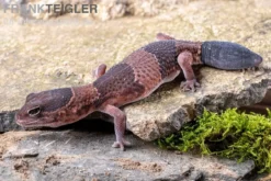 Afrikanischer Fettschwanzgecko, Hemitheconyx caudicinctus, gemischt
