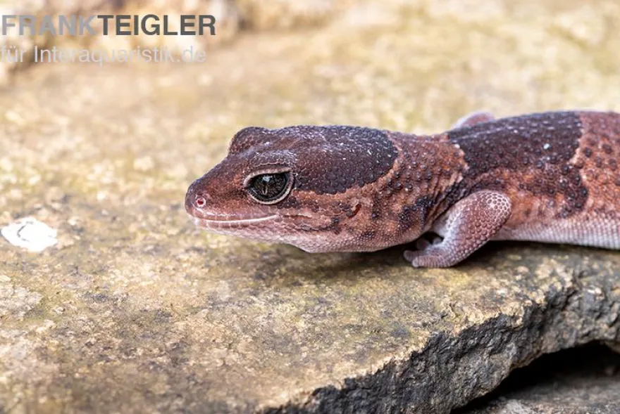 Afrikanischer Fettschwanzgecko, Hemitheconyx caudicinctus, gemischt