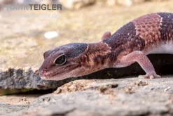 Afrikanischer Fettschwanzgecko, Hemitheconyx caudicinctus, gemischt