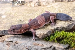 Afrikanischer Fettschwanzgecko, Hemitheconyx caudicinctus, gemischt