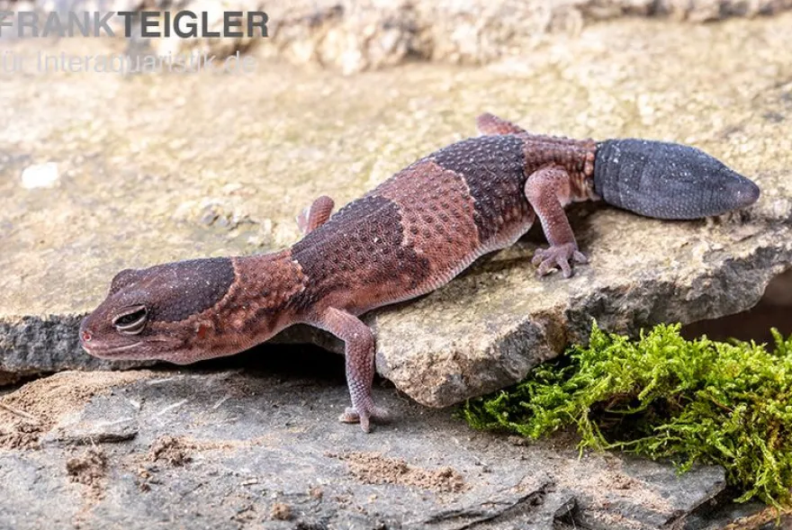 Afrikanischer Fettschwanzgecko, Hemitheconyx caudicinctus, gemischt