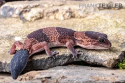 Afrikanischer Fettschwanzgecko, Hemitheconyx caudicinctus, gemischt
