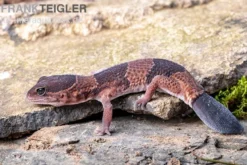 Afrikanischer Fettschwanzgecko, Hemitheconyx caudicinctus, gemischt