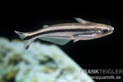 Afrikanischer Glaswels, Pareutropius debauwi, 4-6 cm