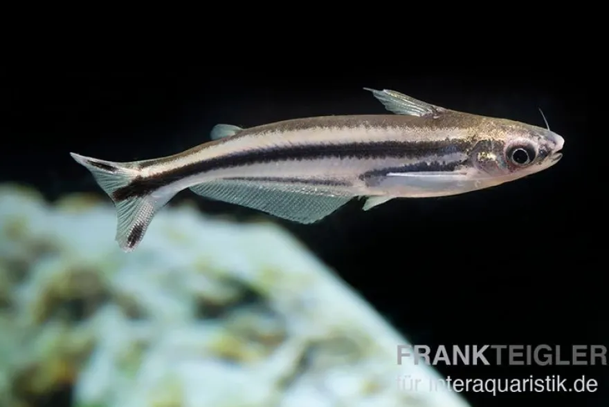 Afrikanischer Glaswels, Pareutropius debauwi, 4-6 cm