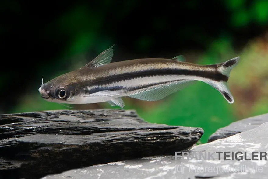 Afrikanischer Glaswels, Pareutropius debauwi, 4-6 cm