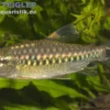 Afrikanischer Großschuppensalmler, Arnoldichthys spilopterus