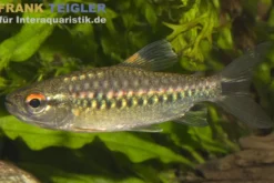 Afrikanischer Großschuppensalmler, Arnoldichthys spilopterus