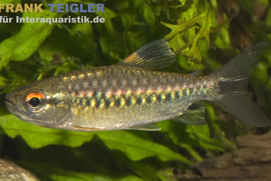 Afrikanischer Großschuppensalmler, Arnoldichthys spilopterus
