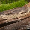 Afrikanischer Hausgecko, Hemidactylus brookii