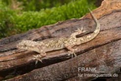Afrikanischer Hausgecko, Hemidactylus brookii