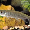 Afrikanischer Hechtsalmler, Hepsetus odoe, 12-15 cm