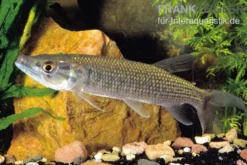 Afrikanischer Hechtsalmler, Hepsetus odoe, 12-15 cm