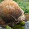 Afrikanische Riesen-Apfelschnecke, Pila wernei
