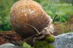 Afrikanische Riesen-Apfelschnecke, Pila wernei