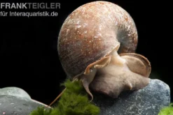 Afrikanische Riesen-Apfelschnecke, Pila wernei