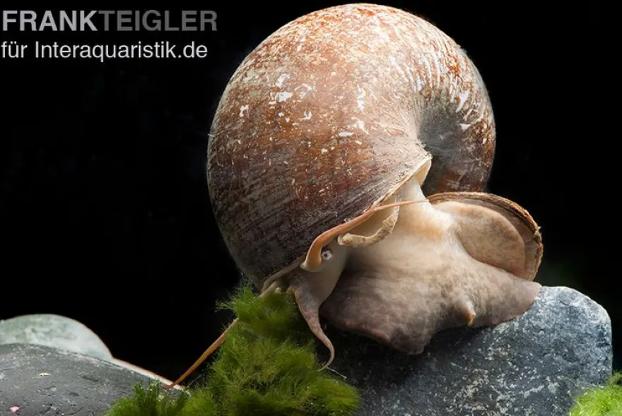 Afrikanische Riesen-Apfelschnecke, Pila wernei