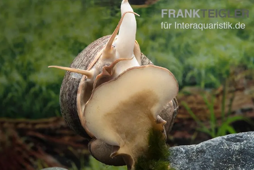 Afrikanische Riesen-Apfelschnecke, Pila wernei