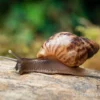 Afrikanische Riesenschnecke, Achatina reticulata "wildfarben", DNZ