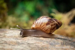 Afrikanische Riesenschnecke, Achatina reticulata "wildfarben", DNZ
