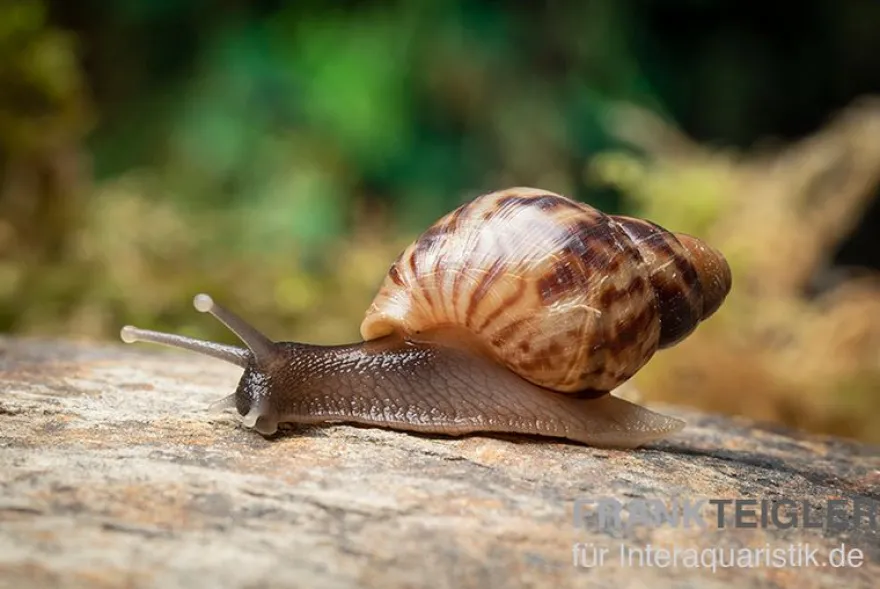 Afrikanische Riesenschnecke, Achatina reticulata "wildfarben", DNZ