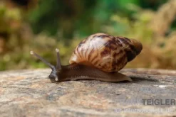 Afrikanische Riesenschnecke, Achatina reticulata "wildfarben", DNZ