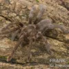 Afrikanische Riesenvogelspinne, Hysterocrates gigas XL