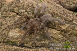 Afrikanische Riesenvogelspinne, Hysterocrates gigas XL