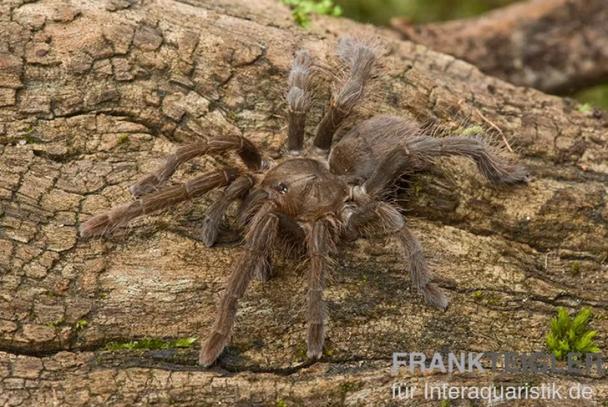 Afrikanische Riesenvogelspinne, Hysterocrates gigas XL