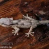 Afrikanischer Mauergecko, Tarentola ephippiata