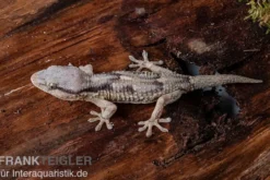 Afrikanischer Mauergecko, Tarentola ephippiata
