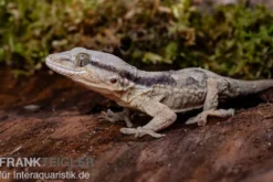 Afrikanischer Mauergecko, Tarentola ephippiata