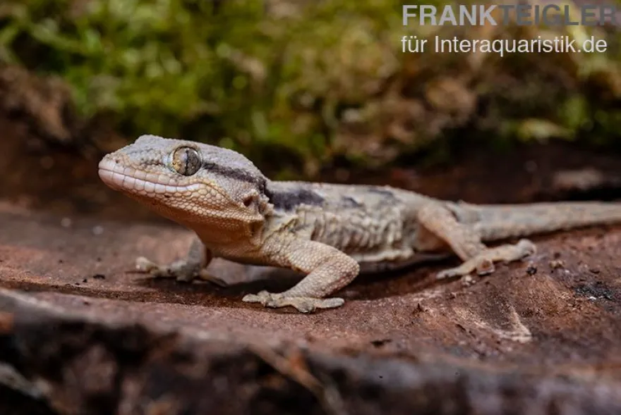 Afrikanischer Mauergecko, Tarentola ephippiata