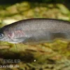 Afrikanischer Messerfisch, Xenomystus nigri