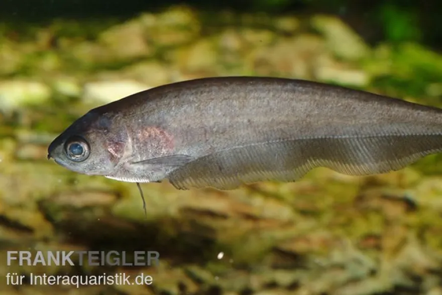 Afrikanischer Messerfisch, Xenomystus nigri