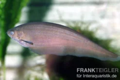 Afrikanischer Messerfisch, Xenomystus nigri