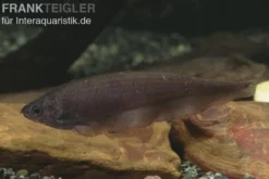 Afrikanischer Messerfisch, Xenomystus nigri