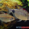 Afrikanischer Mondsalmler, Bathyaethiops breuseghemi