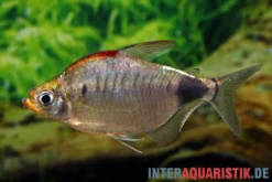 Afrikanischer Mondsalmler, Bathyaethiops breuseghemi