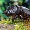Afrikanischer Nashornkäfer, Oryctes monoceros, Adult