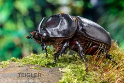 Afrikanischer Nashornkäfer, Oryctes monoceros, Adult