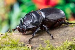 Afrikanischer Nashornkäfer, Oryctes monoceros, Adult