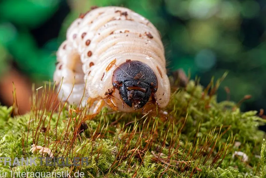 Afrikanischer Nashornkäfer, Oryctes monoceros, Adult