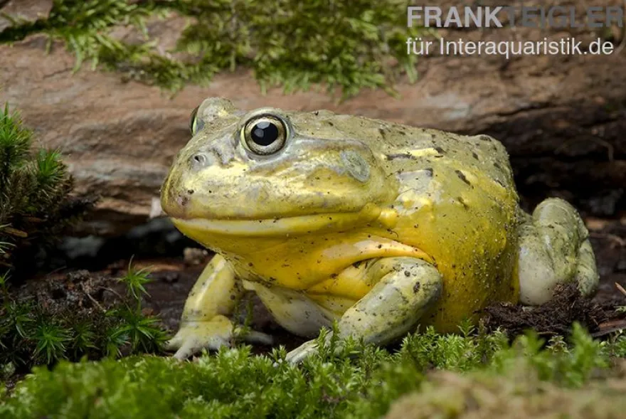Afrikanischer Ochsenfrosch, Pyxicephalus adspersus