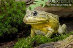Afrikanischer Ochsenfrosch, Pyxicephalus adspersus